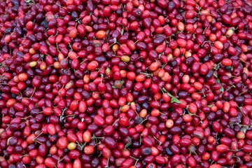 Organic cornelian cherry for sale