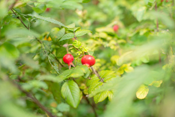 ripe berries of wild rose