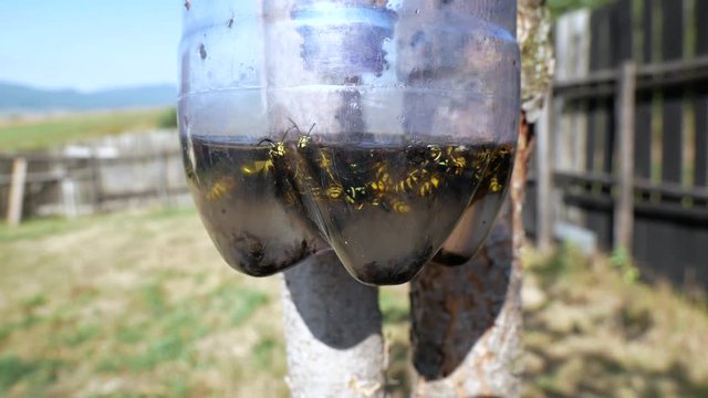 Moving wasps and common flies in a plastic bottle trap on a bright sunny day.