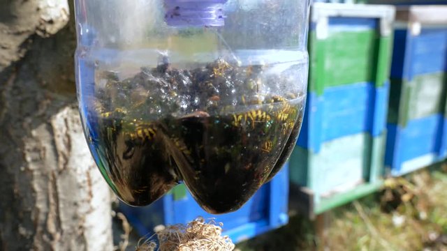 Moving wasps and common flies in front of beehives  in a plastic bottle trap on a bright sunny day.
