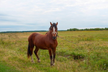 Fototapeta premium koń w polu