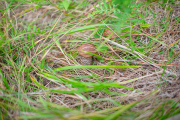mushroom in grass