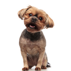 cute yorkshire terrier panting and sitting on white background