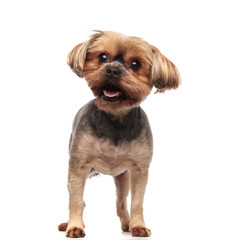 cute yorkshire terrier panting and sticking out tongue