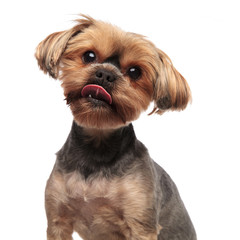 portrait of adorable yorkshire terrier sticking out tongue