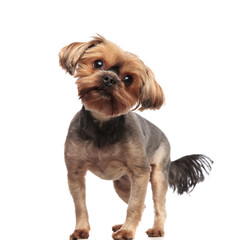 curious yorkshire terrier looking side and standing on white background