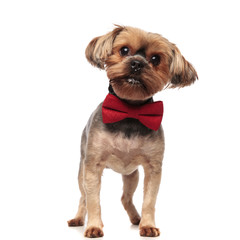 cute yorkshire terrier wearing red bowtie on white background