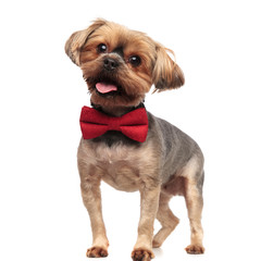 adorable yorkshire terrier looking to side wearing bowtie