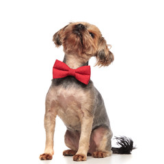cute yorkshire terrier looking up wearing red bowtie