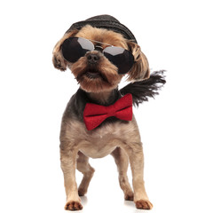 adorable yorkshire terrier wearing sunglasses,red bowtie and hat