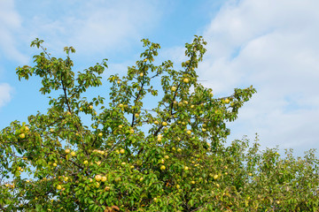 Fototapeta premium branches of Apple trees with ripe apples