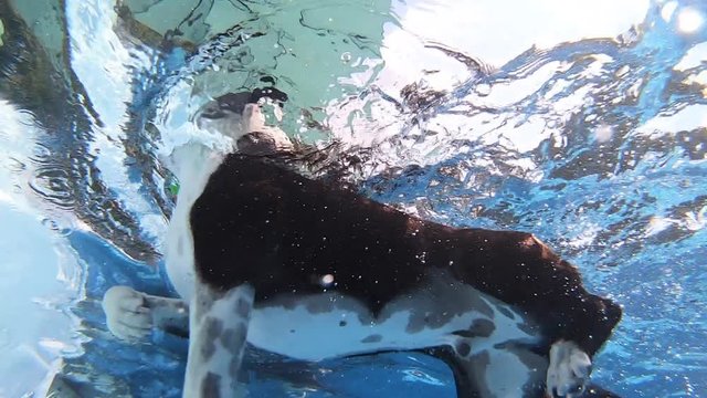 Dog diving underwater slow motion