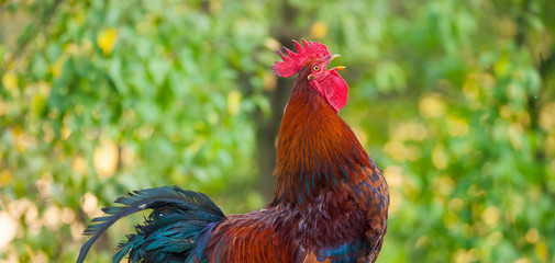 rooster bird singing or crowing in the nature © Ioan Panaite
