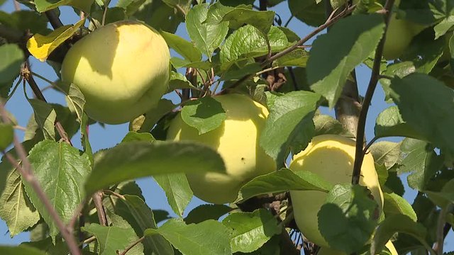 large ripe apples clusters hanging heap on tree branch in an intense apple orchard