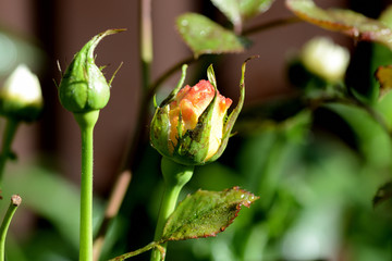 Rose flowers and rose buds covered with morning dew in a summer garden close-up