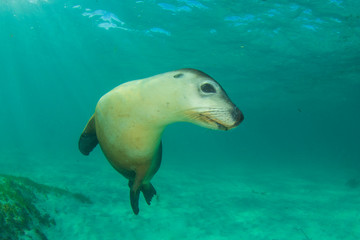 Fototapeta premium Australian Sea Lion underwater photo