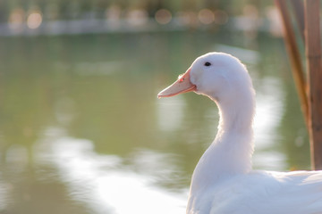 Close up and selective focus of beautiful young white duck near pond at the park in the morning with sunlight and water blurred background.