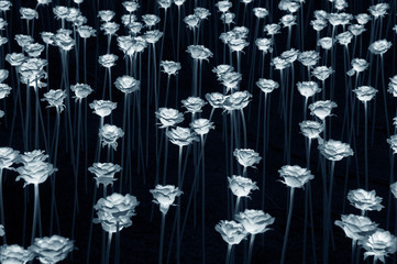 Illuminated LED Rose flower decoration in darkness