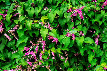 Beautiful fresh pink Maxican creeper flowers with green leaves background.