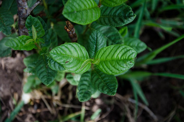 a plant growing in the weed