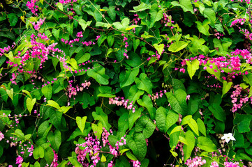 Pink Maxican creeper flowers with green leaves background.