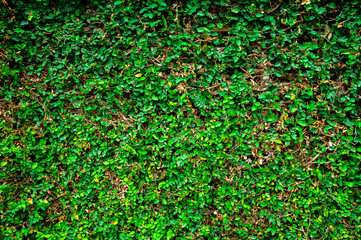 Beautiful fresh ping Maxican creeper flowers with green leaves on the wall background.