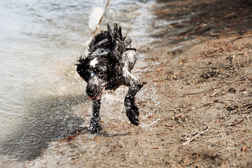 Happy russian spaniel running enjoy playing on beach. 