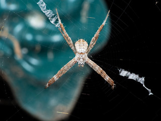 Macro Photo of St Andrew's Cross Spider on Web Isolated on Background