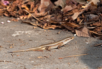 Close up Common Sun Skink or Eutropis Multifasciata on The Ground