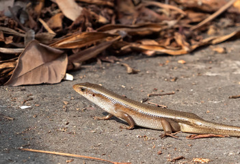 Close up Common Sun Skink or Eutropis Multifasciata on The Ground