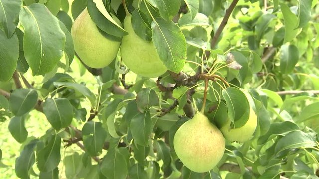 Ripe organic pears in the garden on a branch of pear tree.Juicy flavorful pears of nature background.Summer fruits. Pear fruits on the tree in the fruit garden