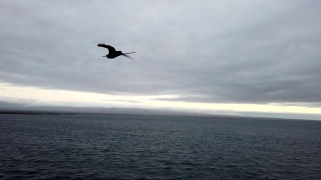 One Frigate Bird Soars Next to Boat.