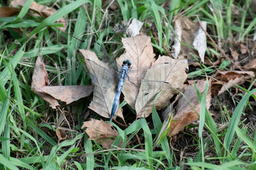 シオカラトンボ