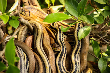 Close up of a garter snakes or Thamnophis mating ball among the leaves