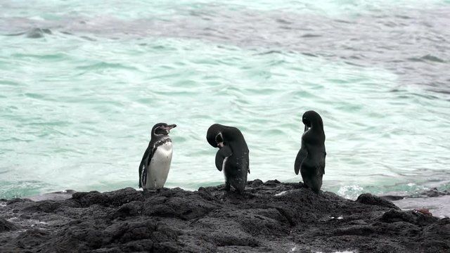 Three Penquins Stand On Rocky Shore in Galapagos.