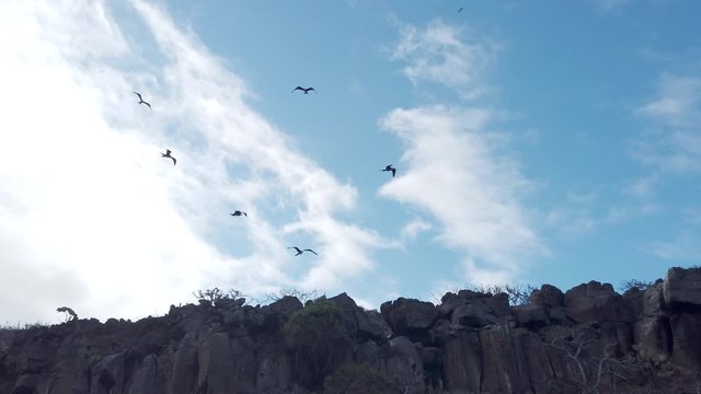 Frigate Birds Soar On Currents Next to Shore.