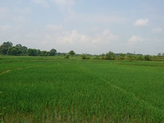 A green paddy field and blue sky background landscape.