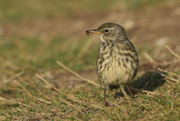  A pretty Rock Pipit, Anthus petrosus, perching on the ground with an insect in its beak it has just caught.