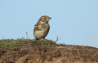 A rare Lapland Bunting, Calcarius lapponicus, perching on a cliff. It is a passage migrant to the UK.