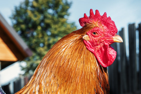 Cock head closeup. Rooster on the farm.
