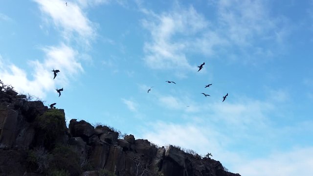 Frigate Birds Soar Next to Shore.