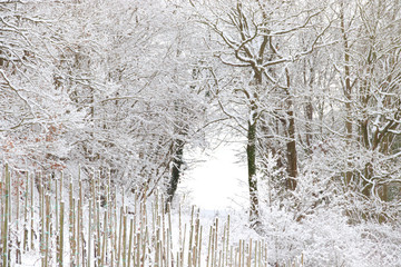 Fantastical dreamy scene of a forest in Bernkastel-kues Germany covered in heavy white snow during the winter