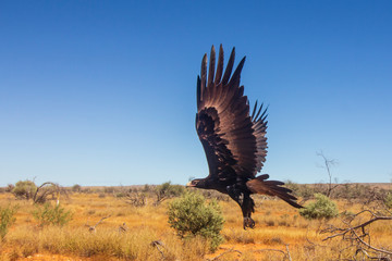 Wedge-tailed Eagle. Large Australian Eagle in flight