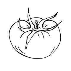 tomato outline illustration isolated on white background. Hand drawn tomatoe icon. vintage hand sketch tomato. outline illustration for coloring or farm logo concept. Farm market product.