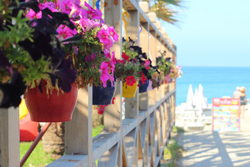 Pots with petunia flowers on the background of the beach and the sea, selective fokus.