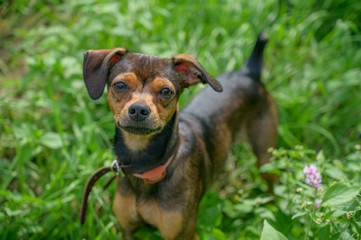 Miniature pinscher puppy sneaking through the grass. Focus on nose.