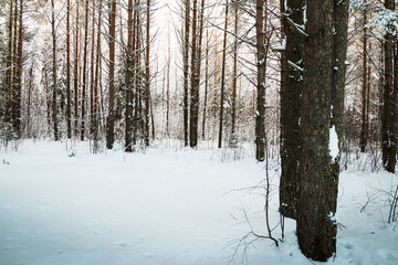 Beautiful winter scenery with forest full of trees covered snow