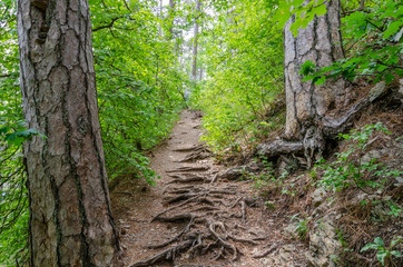 A path in a pine forest in the mountains.