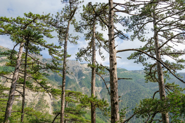 Mountains and pines.Summer Sunny day in the mountains covered with forest.