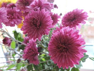 bouquet of pink chrysanthemum